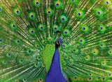 Ravensburger: Peacock Puzzle (500pc Jigsaw) Board Game