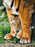 Bengal Tiger Cub (500pc Jigsaw)