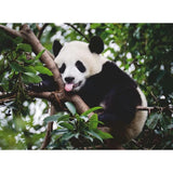 Ravensburger: Panda Bear (500pc Jigsaw) Board Game