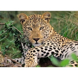 Ravensburger: Lounging Leopard (100pc Jigsaw) Board Game