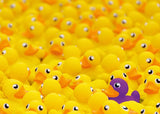 Ravensburger: Rubber Ducks Challenge (1000pc Jigsaw) Board Game