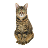 Galison: Queen of The Stacks - 2-Puzzle Set (650+pc Jigsaw) Board Game