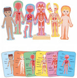 Hape: Human Body Magnetic Puzzle