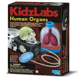 4M: Kidz Labs Human Organs
