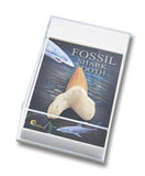 Gift Boxed Fossil: Shark's Tooth