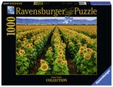 Susan Taylor Collection: Fields of Gold (1000pc Jigsaw)