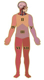Dr Livingston's: 538-Piece Anatomy Puzzle - Human Head