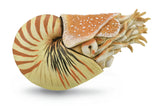 CollectA - Nautilus Pompilius
