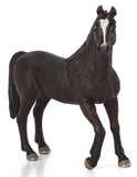 Mojo - Black Arabian Stallion